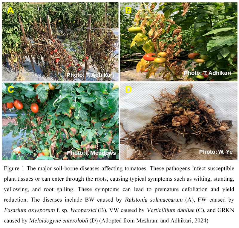 Disease Prevention Effect of Crop Rotation between Solanaceous Crops and  Non-host Plants | Dong | Molecular Pathogens