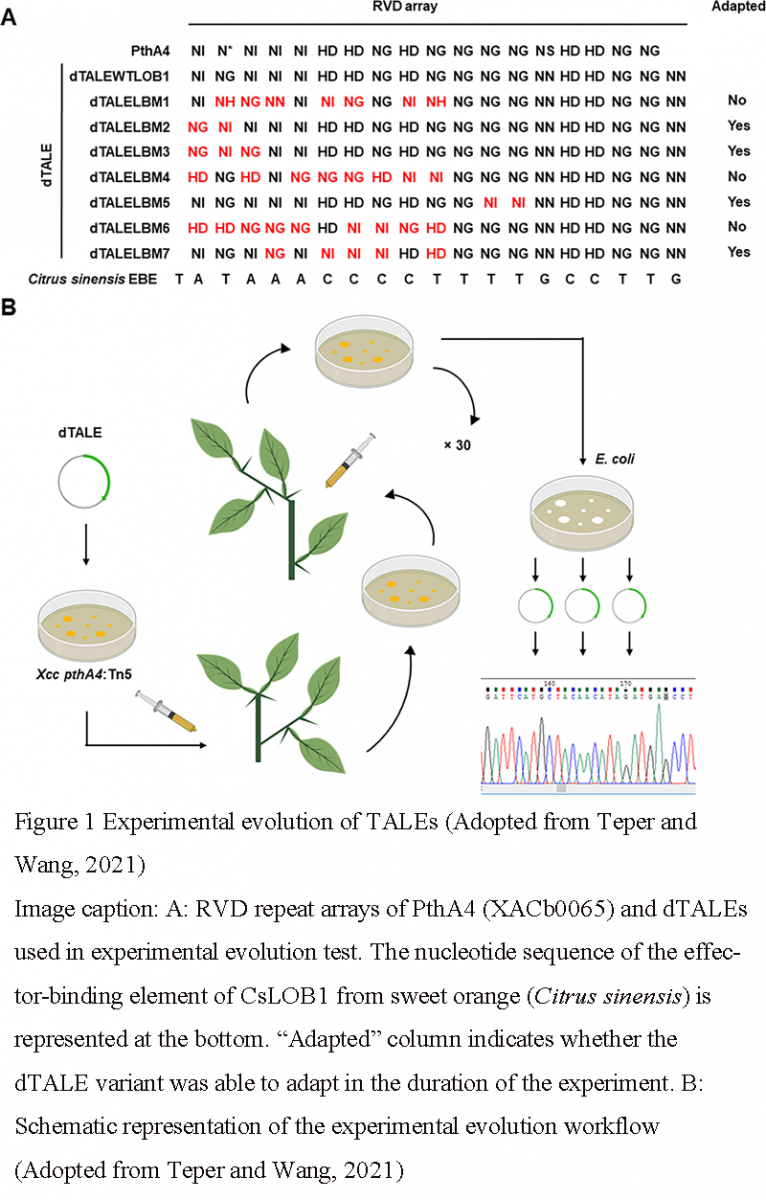 The Role of TAL Effectors in the Pathogenicity of Xanthomonas on ...