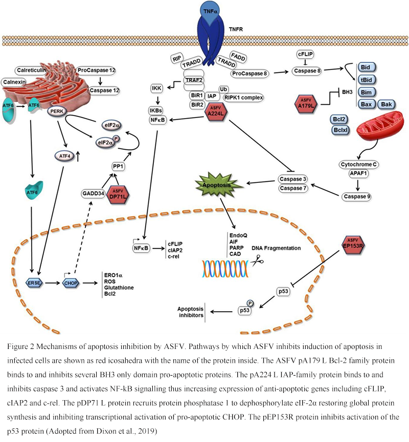 Mechanisms of Immune Evasion by African Swine Fever Virus: An ...