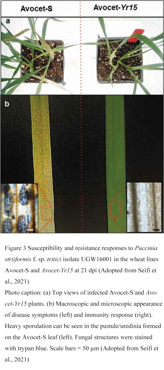 Transcriptomic Insights into Wheat Disease Resistance | Cai | Molecular ...